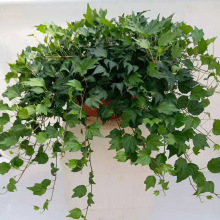 ������ֱ�����҃�����ȩ���پGֲС����ֲ�ﻨ�� 360#������