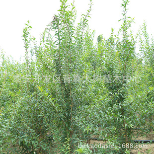 ���l����  ʯ����̩ɽ�tʯ����F؛�����L�ڹ���