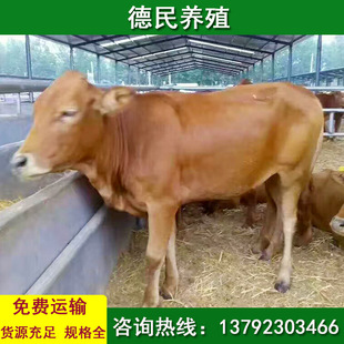 Сорта размножения говядины говядины сорта крупного рогатого скота Люси Ок Крупный рогатый скот цена сколько стоит цена скальпелей.