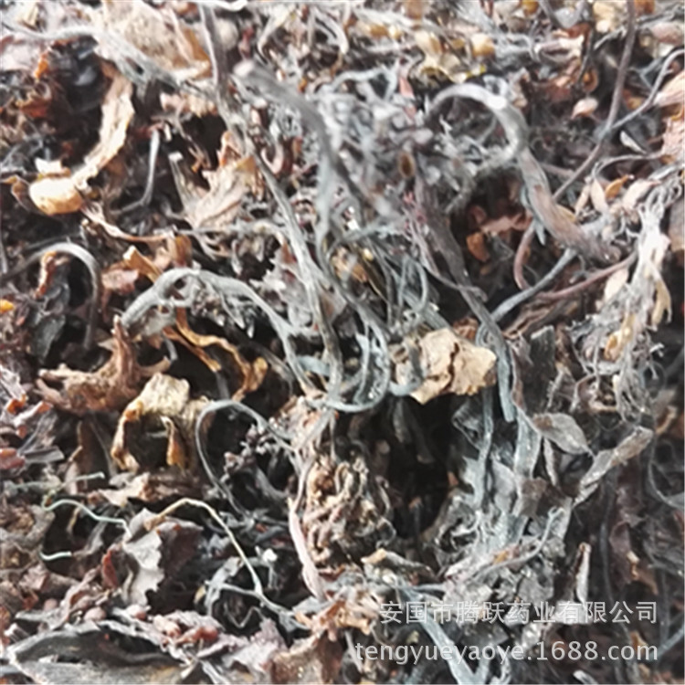 Dried Seaweed Hai Zao Whole Herb Bulk Chinese Medicinal Sea Vegetable for Decoction and Culinary Use quality and texture