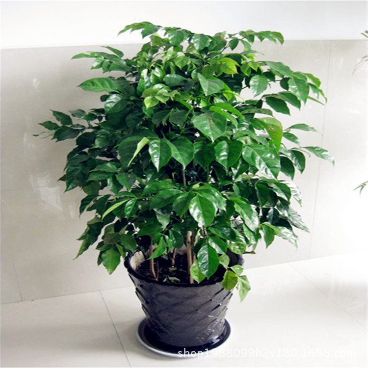 室内盆栽幸福树盆栽净化空气防辐射量大价格优惠 阿里巴巴