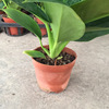 [Base direct batch] Observation plant 90#Green leaf gold diamond ornamental small pot planting purification air to resist