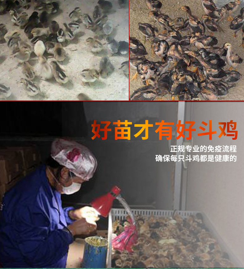 斗鸡修改-恢复的_13