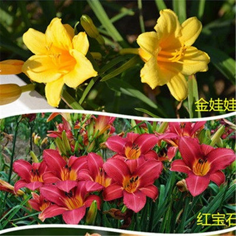 Комнатные растения Большой цветок Hemerocallis Золотая кукла Hemerocallis Корень Горшечные цветы Зеленая посадка Грунт Многолетние цветы