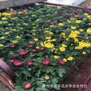 Qingzhou Caohua Base продает цвет травы и цветов, таких как Национальный день Chrysanthemum, цвет хороший