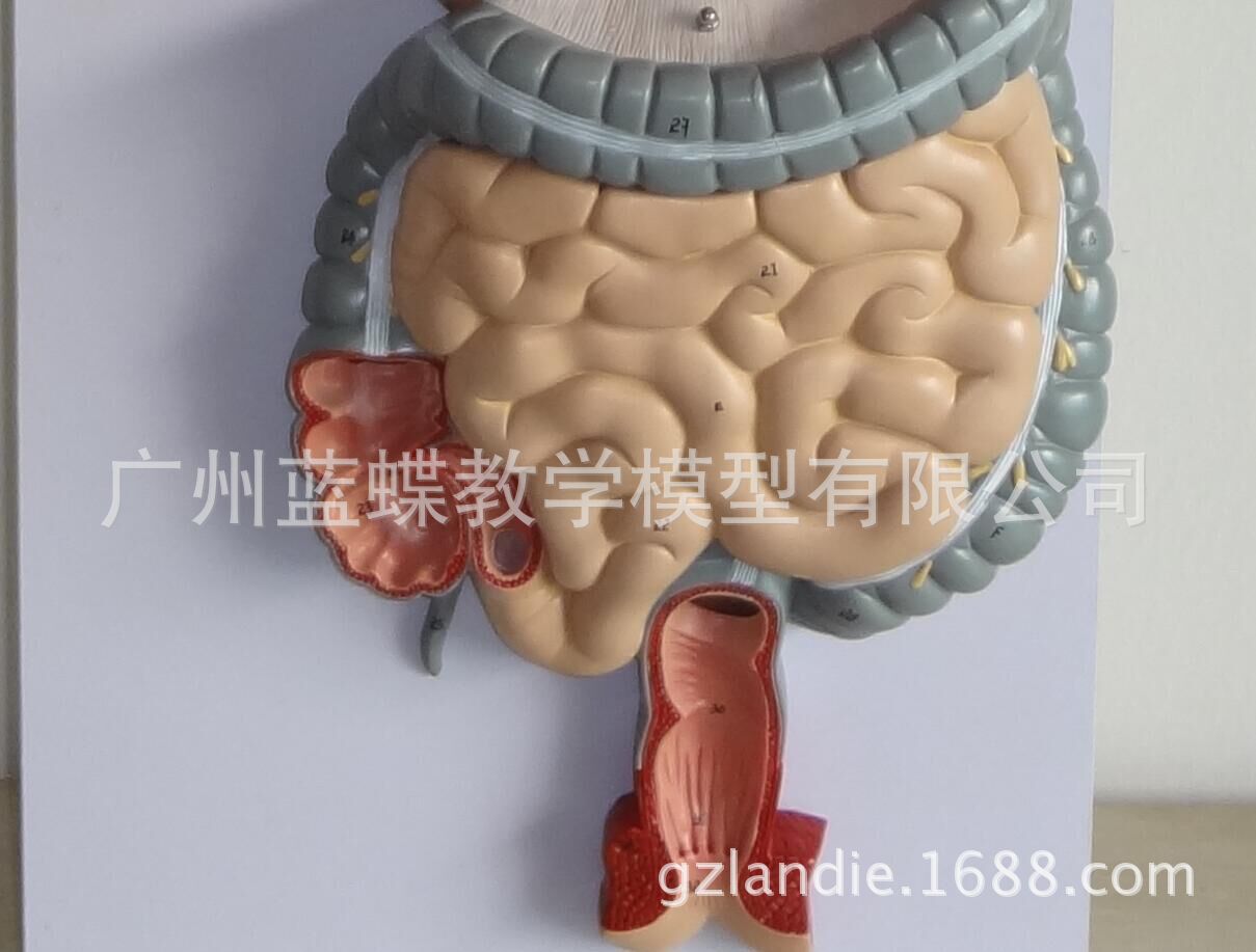 消化系统模型_系统解剖模型 人体消化系统解剖 肝 胃大肠 - 阿里巴巴