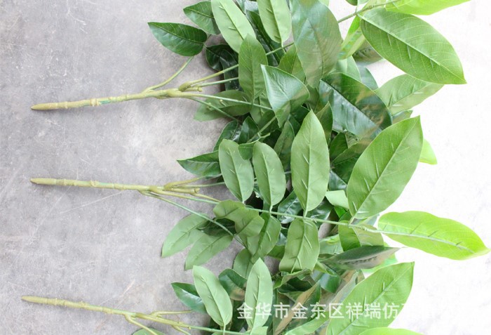 XRB-006核桃五叉枝立体3