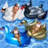 Inflatable swan, water aqua park