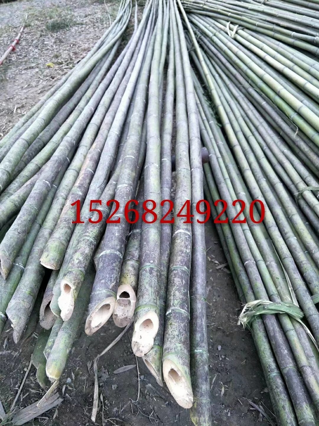 元竹,种类,产品(第13页)_大山谷图库