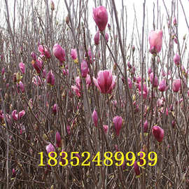 红白黄紫玉兰苗批发 红花玉兰绿化树庭院种植 绿化苗