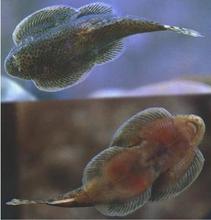 ��������� ԭ������ ��������� �����~ ���� �����~ �����