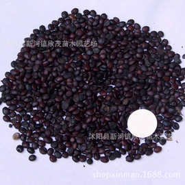 批发太子参种子 太子参净种籽药材种子 当年新采高成活率量大从优