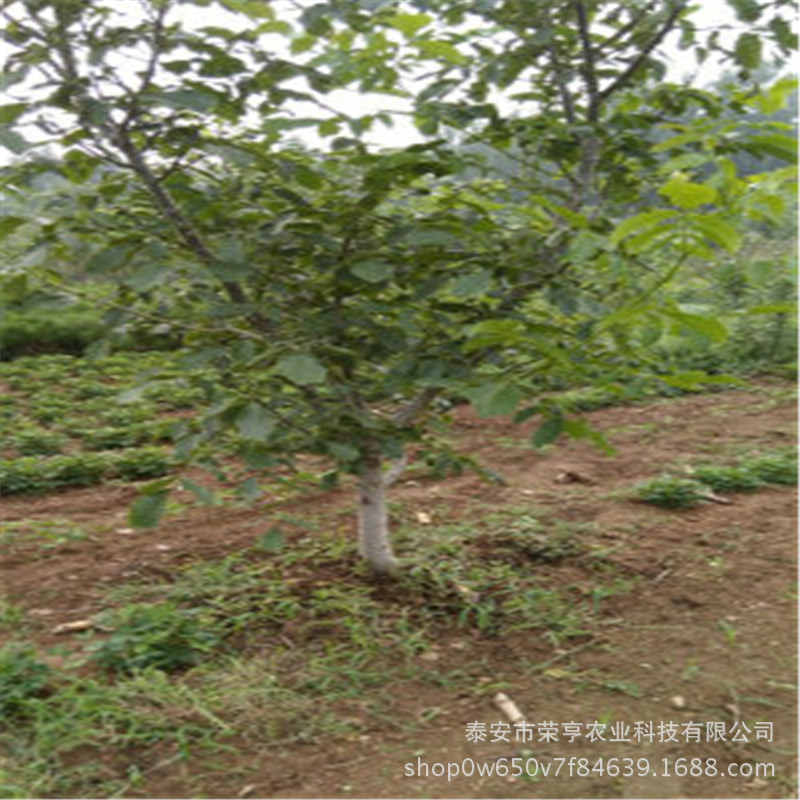 核桃苗价格 青皮核桃苗上市 1公分核桃苗嫁接|ru