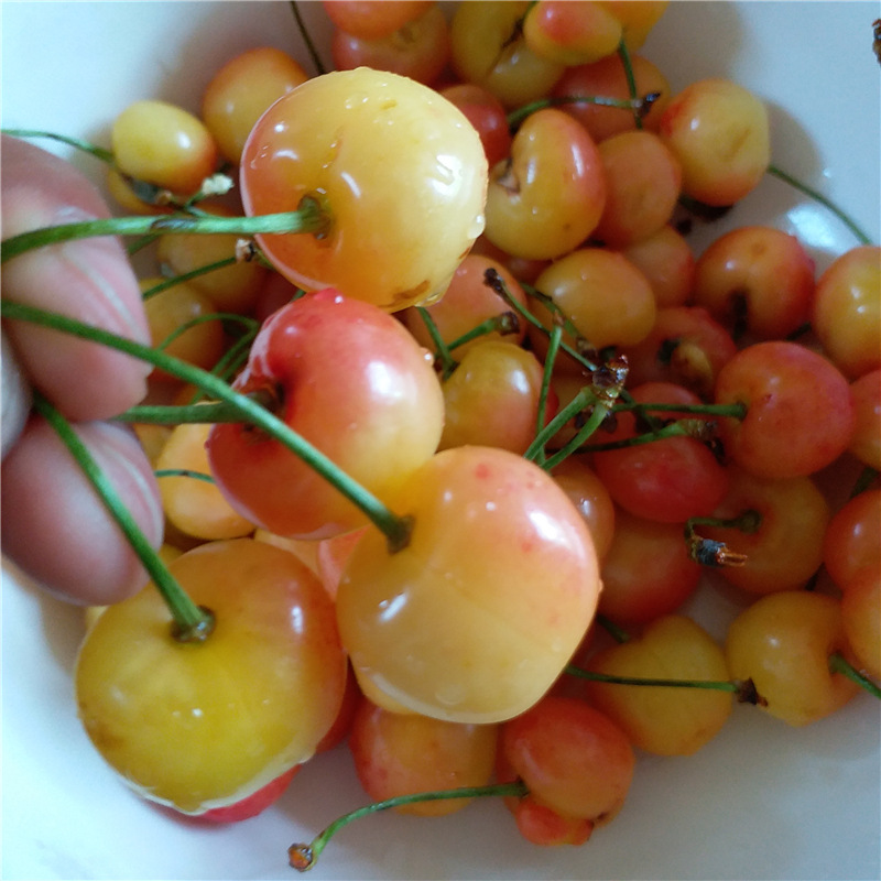 美早樱桃苗 早大果樱桃树苗 山东樱桃苗育苗厂家 基地销售樱桃苗|ru