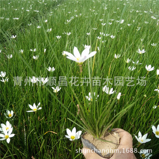 ͥԺ�G���ر�ֲ���[�m ���l�t���׻����m�[�m�������l�[�m��ľ