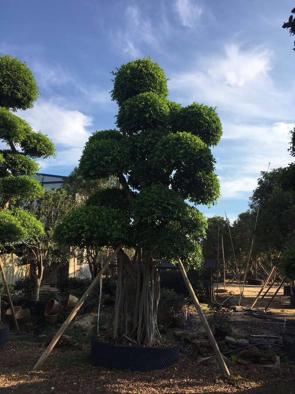 庭院常绿乔木,常绿乔木常绿阔叶,常绿乔木_大山谷图库