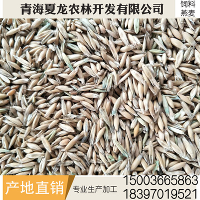 青海燕麦饲料 燕麦皮燕麦饲料量大从优 燕麦饲料厂家直销|ru