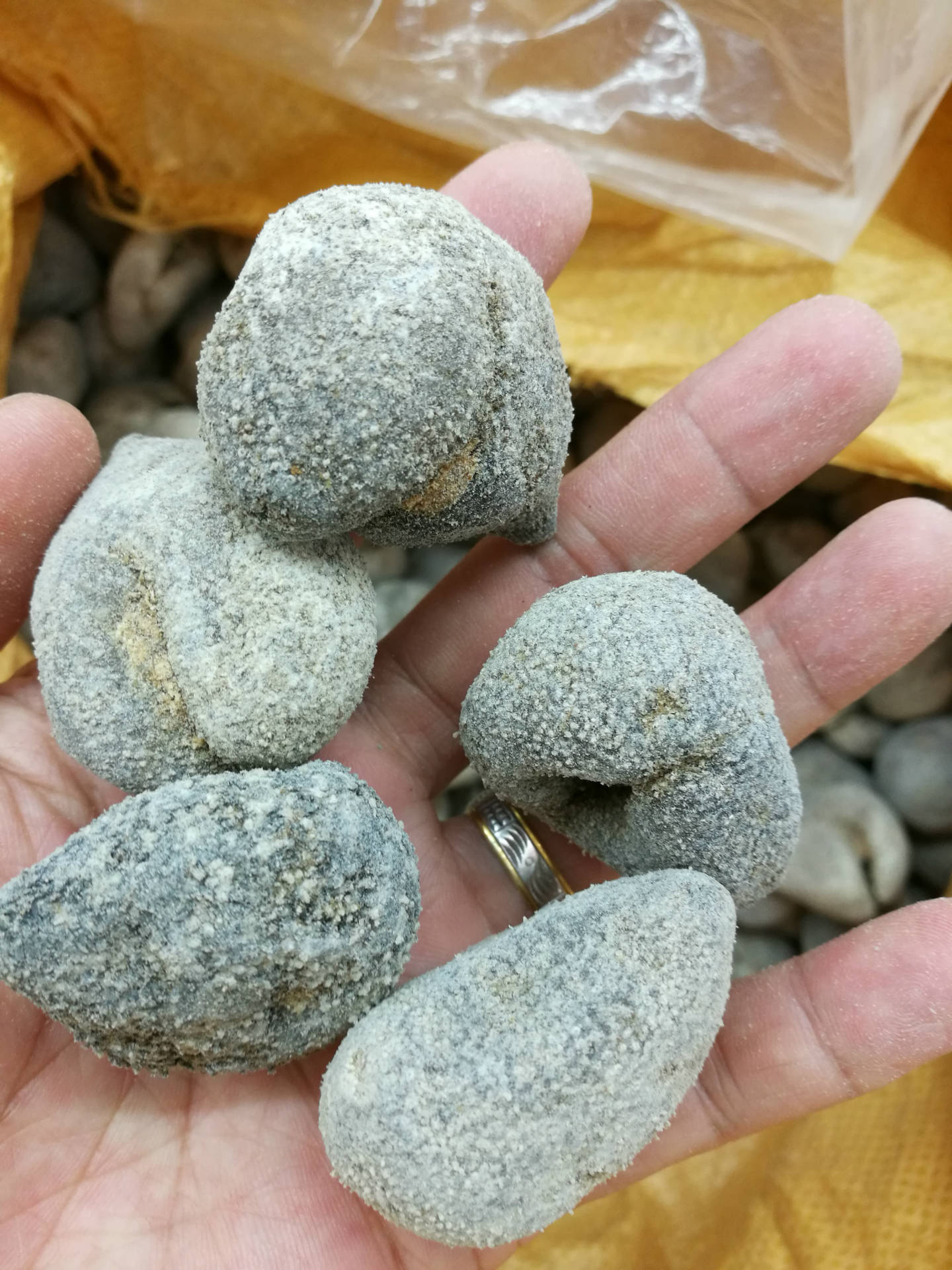 小球参 批发珍珠球小球参 批发非越南球参粗水产干货海参-阿里巴巴