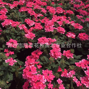 Тонкая -листья красоты вишневые цветы вертикально висят висящий тип Qingzhou