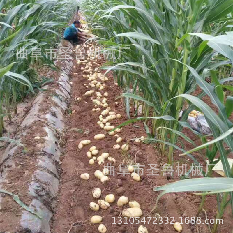 馬鈴薯收獲機(jī)