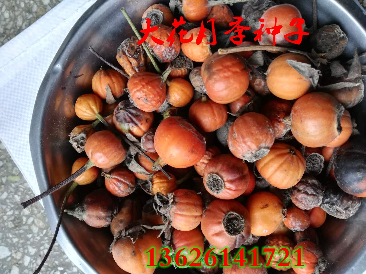 批发种子_品种大花月季种子 以及品种大花月季播种技术说明 - 阿里巴巴