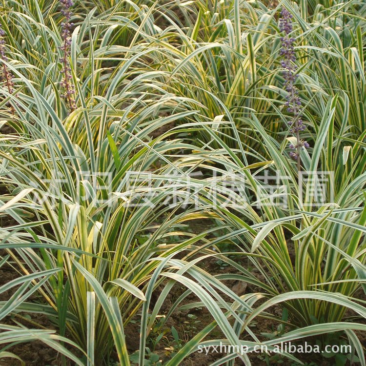 金边麦冬 金边麦冬种苗|ru