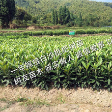 宁海白枇杷苗_宁海白枇杷苗价格_宁海白枇杷