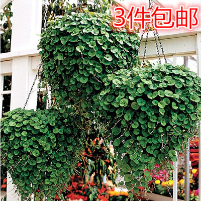 垂吊马蹄金吊兰种子 银瀑 翡翠瀑布花种子 垂吊铜钱草种子 100粒|ms