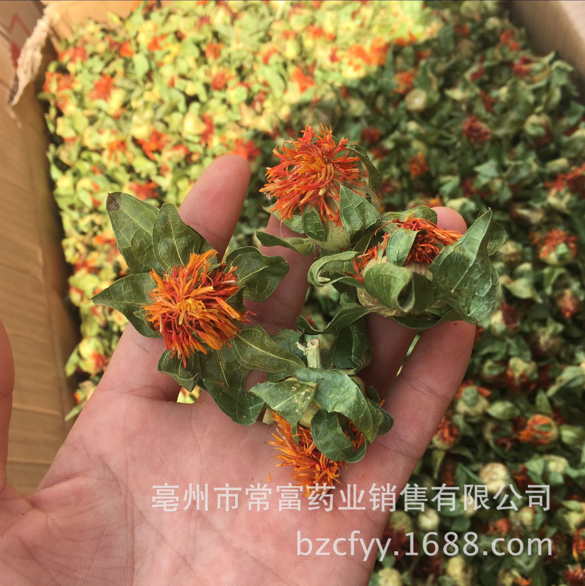 Safflower Ball Cheng Bo Luo Herbal Flower Tea Loose Dried Botanical for Traditional Infusions quality and texture