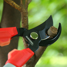 sunsong�����¿�����֦������@���޼���֦����s������