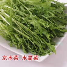 京水菜 京水菜品牌 图片 价格 京水菜批发 阿里巴巴