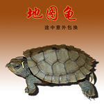 火焰龟苗_深水龟观赏龟活体招财火焰龟苗3~5