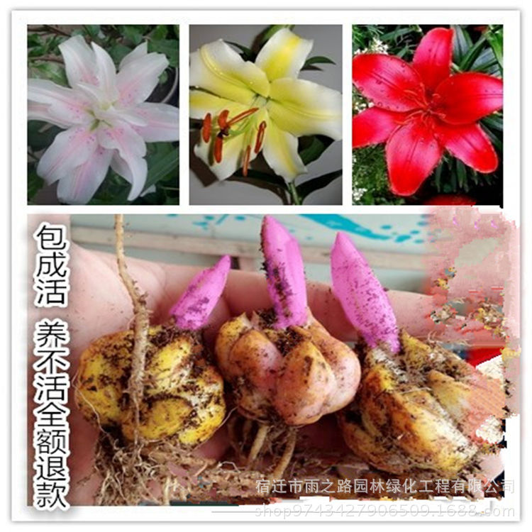 Lily,Lily,Lily bulbs When flowering Lily Flower seeds Potted plant