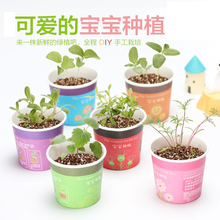 創意微景觀迷妳可愛盆栽小盆景擺件 DIY辦公室桌面生態植物種子