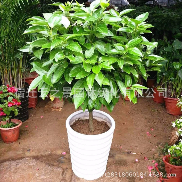 Оптовые поставки комнатных растений «Дерево мира», большие деревья для офиса и дома, приносящие счастье, зеленый редис, денежное дерево, вечнозеленые круглый год.