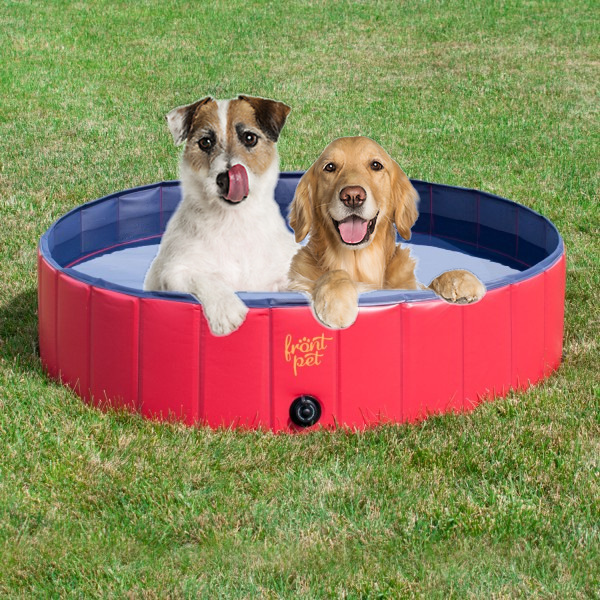 dog pool 3