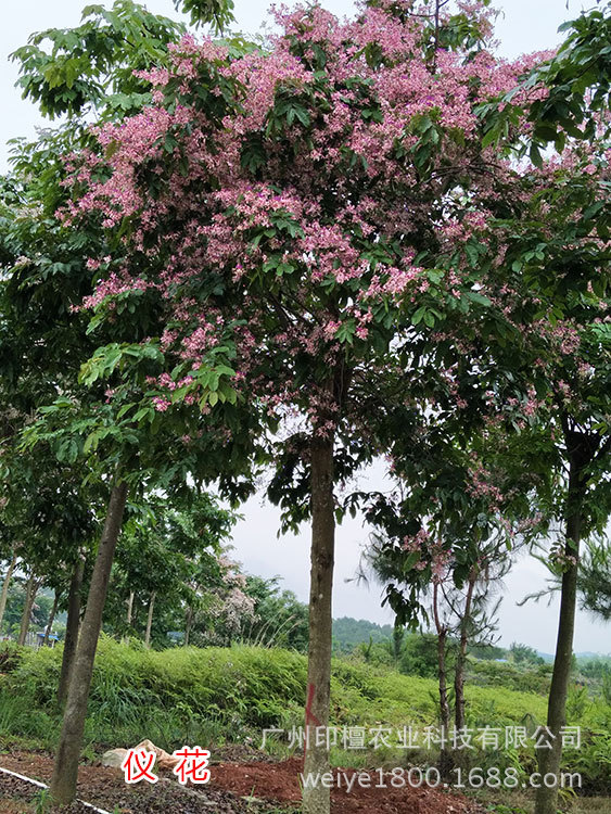 仪花园林用途,仪花,各种花的用途(第2页)_大山谷图库