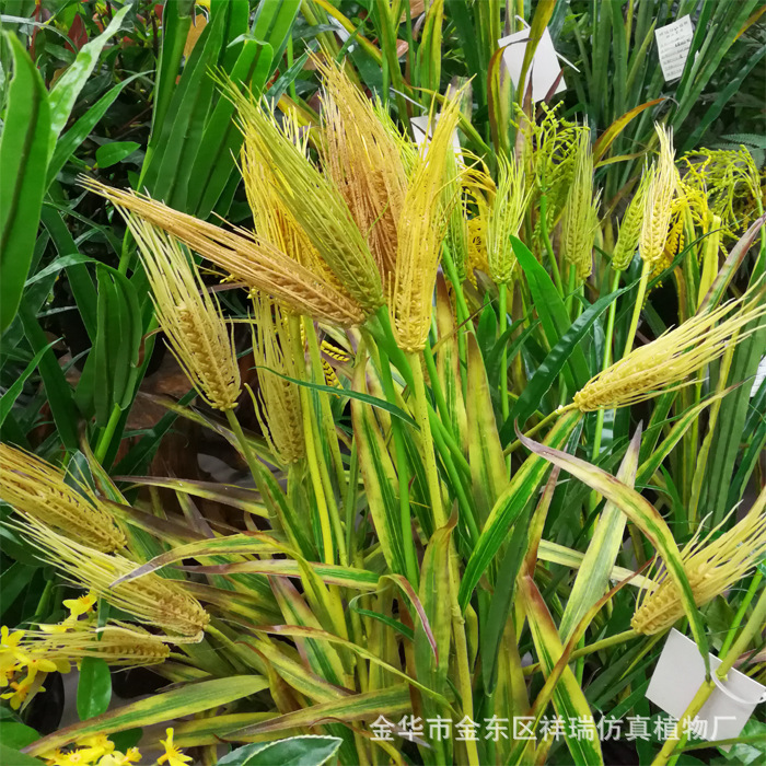 XRB-137单枝小麦1米6叶6