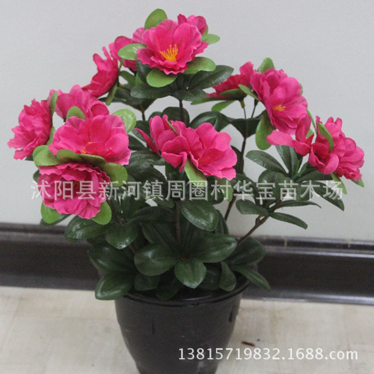 Base Direct selling flowers and plants Botany Rhododendron Aka Belgium Rhododendron courtyard Flower Potted plant