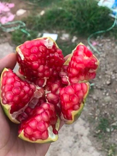 【顺丰,5斤16.8元】四川突尼斯软籽石榴5斤装/3斤装阳光不改,新|ms