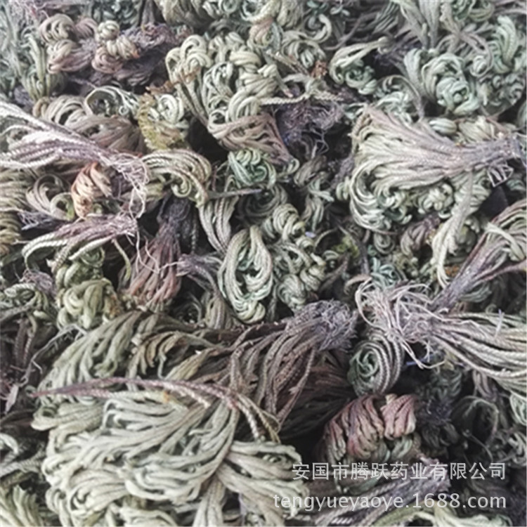 Dried Selaginella Juan Bai Whole Herb 1kg Traditional TCM Botanical Resurrection Grass overview