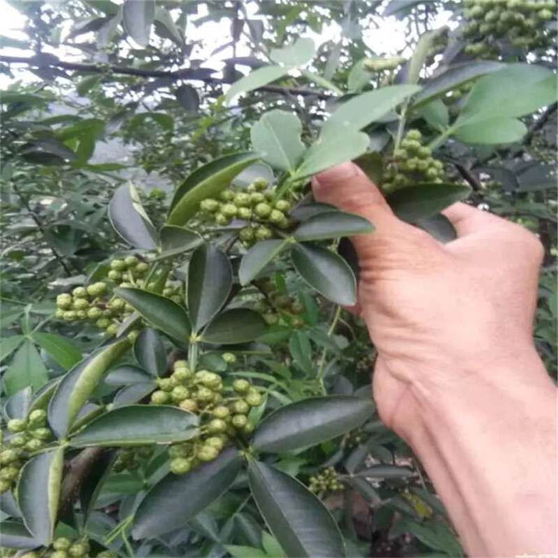 [微信图片_20170902194725]