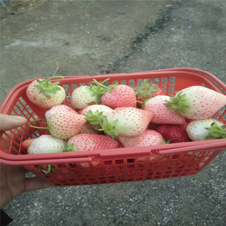 How to identify the authenticity of small white strawberry…