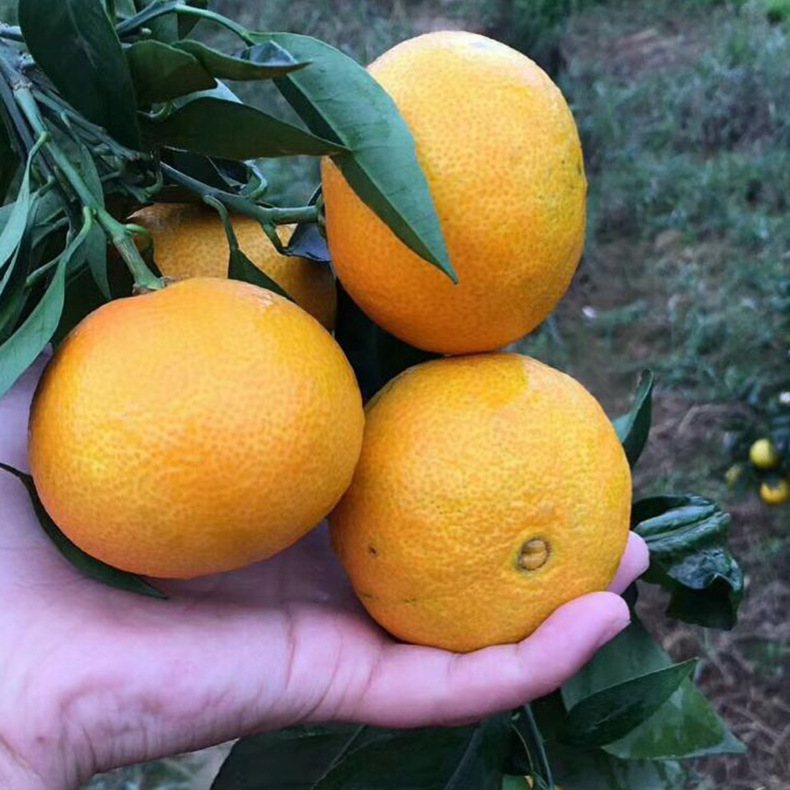 四川柑橘_38号果冻橙四川丹棱果园新鲜采摘橙