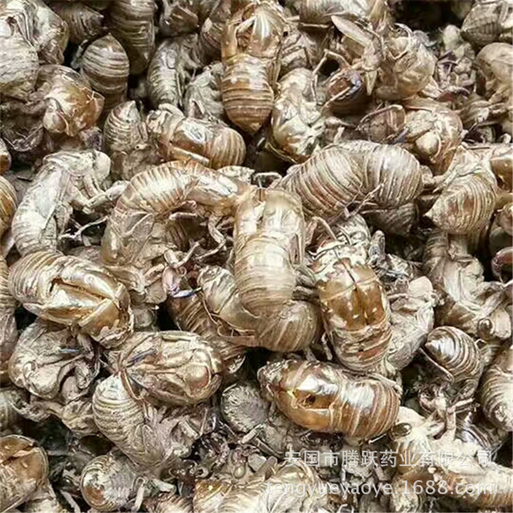 Cicada Slough Chan Tui 蝉蜕 Dried Whole Insect Molt Natural Sun-Dried Traditional Chinese Herb 1000g overview