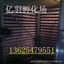 麻鸡的价格_今日最新麻鸡的价格行情走势