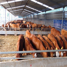 小牛犊价格_今日最新小牛犊价格行情走势