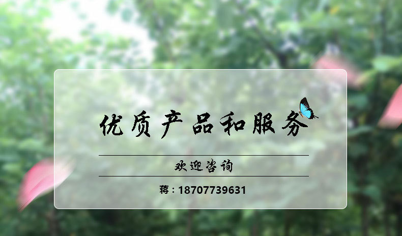 红枫_01