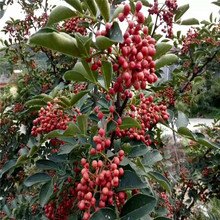 无刺花椒苗价格 现货青花椒苗批发 拿货价格九叶青 大红袍花椒苗