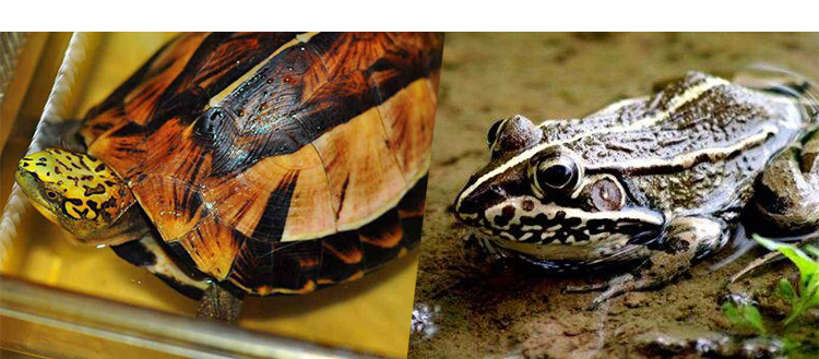 PC端-SP-03乌龟泵详情_12